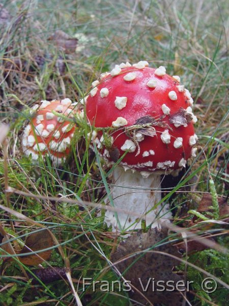 Paddenstoelen 2.JPG